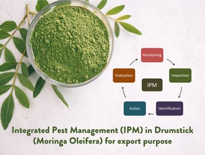 Integrated Pest Management (IPM) in Drumstick (Moringa Oleifera) for export purpose